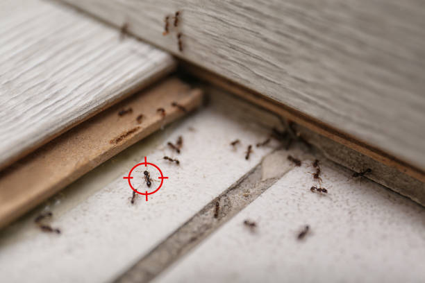 Best Affordable Pest Control Services  in North Tustin, CA