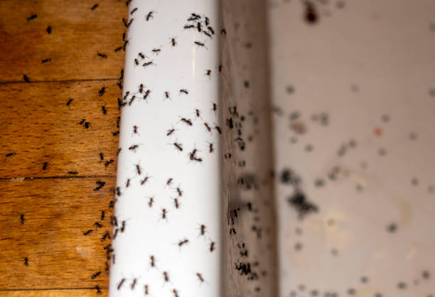 Best Termite Control Services  in North Tustin, CA