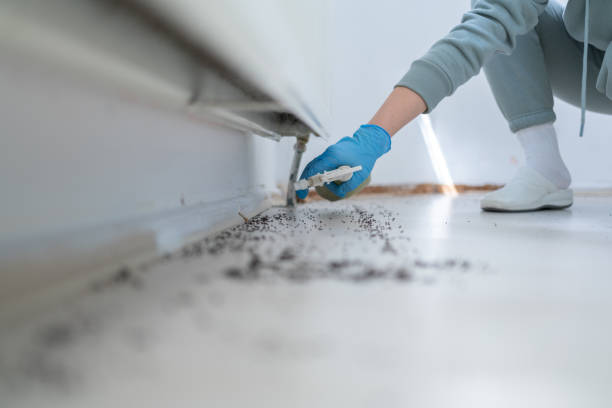 Best Rat Extermination Near Me  in North Tustin, CA